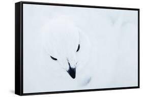 Willow Grouse (Lagopus Lagopus), Kiilopaa, Inari, Finland, January-Markus Varesvuo-Framed Stretched Canvas