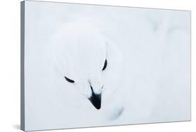 Willow Grouse (Lagopus Lagopus), Kiilopaa, Inari, Finland, January-Markus Varesvuo-Stretched Canvas