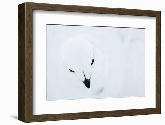 Willow Grouse (Lagopus Lagopus), Kiilopaa, Inari, Finland, January-Markus Varesvuo-Framed Photographic Print