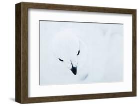 Willow Grouse (Lagopus Lagopus), Kiilopaa, Inari, Finland, January-Markus Varesvuo-Framed Photographic Print