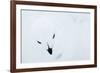 Willow Grouse (Lagopus Lagopus), Kiilopaa, Inari, Finland, January-Markus Varesvuo-Framed Photographic Print