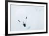 Willow Grouse (Lagopus Lagopus), Kiilopaa, Inari, Finland, January-Markus Varesvuo-Framed Photographic Print