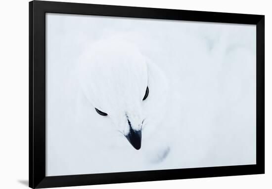 Willow Grouse (Lagopus Lagopus), Kiilopaa, Inari, Finland, January-Markus Varesvuo-Framed Photographic Print