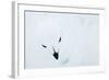 Willow Grouse (Lagopus Lagopus), Kiilopaa, Inari, Finland, January-Markus Varesvuo-Framed Photographic Print