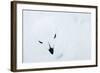 Willow Grouse (Lagopus Lagopus), Kiilopaa, Inari, Finland, January-Markus Varesvuo-Framed Photographic Print