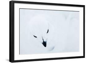 Willow Grouse (Lagopus Lagopus), Kiilopaa, Inari, Finland, January-Markus Varesvuo-Framed Photographic Print