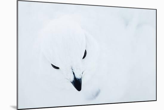 Willow Grouse (Lagopus Lagopus), Kiilopaa, Inari, Finland, January-Markus Varesvuo-Mounted Photographic Print