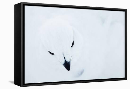 Willow Grouse (Lagopus Lagopus), Kiilopaa, Inari, Finland, January-Markus Varesvuo-Framed Stretched Canvas