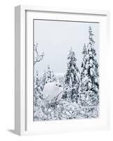 Willow grouse perched on branch, Kiilopaa, Inari, Finland-Markus Varesvuo-Framed Photographic Print