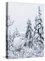 Willow grouse perched on branch, Kiilopaa, Inari, Finland-Markus Varesvuo-Stretched Canvas