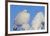 Willow Grouse - Ptarmigan (Lagopus Lagopus) Fluffed Up Perched in Snow, Inari, Finland, February-Markus Varesvuo-Framed Photographic Print