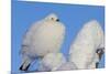 Willow Grouse - Ptarmigan (Lagopus Lagopus) Fluffed Up Perched in Snow, Inari, Finland, February-Markus Varesvuo-Mounted Photographic Print