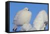 Willow Grouse - Ptarmigan (Lagopus Lagopus) Fluffed Up Perched in Snow, Inari, Finland, February-Markus Varesvuo-Framed Stretched Canvas