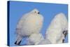 Willow Grouse - Ptarmigan (Lagopus Lagopus) Fluffed Up Perched in Snow, Inari, Finland, February-Markus Varesvuo-Stretched Canvas