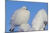 Willow Grouse - Ptarmigan (Lagopus Lagopus) Fluffed Up Perched in Snow, Inari, Finland, February-Markus Varesvuo-Mounted Photographic Print