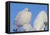 Willow Grouse - Ptarmigan (Lagopus Lagopus) Fluffed Up Perched in Snow, Inari, Finland, February-Markus Varesvuo-Framed Stretched Canvas