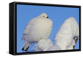 Willow Grouse - Ptarmigan (Lagopus Lagopus) Fluffed Up Perched in Snow, Inari, Finland, February-Markus Varesvuo-Framed Stretched Canvas