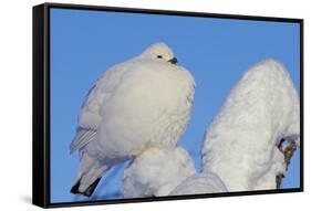 Willow Grouse - Ptarmigan (Lagopus Lagopus) Fluffed Up Perched in Snow, Inari, Finland, February-Markus Varesvuo-Framed Stretched Canvas