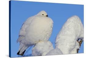 Willow Grouse - Ptarmigan (Lagopus Lagopus) Fluffed Up Perched in Snow, Inari, Finland, February-Markus Varesvuo-Stretched Canvas