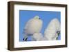 Willow Grouse - Ptarmigan (Lagopus Lagopus) Fluffed Up Perched in Snow, Inari, Finland, February-Markus Varesvuo-Framed Photographic Print