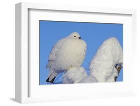 Willow Grouse - Ptarmigan (Lagopus Lagopus) Fluffed Up Perched in Snow, Inari, Finland, February-Markus Varesvuo-Framed Photographic Print