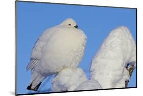Willow Grouse - Ptarmigan (Lagopus Lagopus) Fluffed Up Perched in Snow, Inari, Finland, February-Markus Varesvuo-Mounted Photographic Print