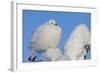 Willow Grouse - Ptarmigan (Lagopus Lagopus) Fluffed Up Perched in Snow, Inari, Finland, February-Markus Varesvuo-Framed Photographic Print