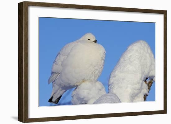 Willow Grouse - Ptarmigan (Lagopus Lagopus) Fluffed Up Perched in Snow, Inari, Finland, February-Markus Varesvuo-Framed Photographic Print