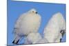 Willow Grouse - Ptarmigan (Lagopus Lagopus) Fluffed Up Perched in Snow, Inari, Finland, February-Markus Varesvuo-Mounted Photographic Print