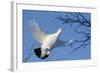 Willow Grouse - Ptarmigan (Lagopus Lagopus) Flying, Inari Kiilopaa, Finland, February-Markus Varesvuo-Framed Photographic Print