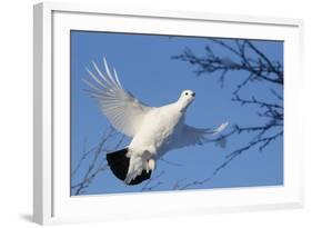 Willow Grouse - Ptarmigan (Lagopus Lagopus) Flying, Inari Kiilopaa, Finland, February-Markus Varesvuo-Framed Photographic Print