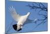 Willow Grouse - Ptarmigan (Lagopus Lagopus) Flying, Inari Kiilopaa, Finland, February-Markus Varesvuo-Mounted Photographic Print