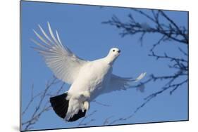 Willow Grouse - Ptarmigan (Lagopus Lagopus) Flying, Inari Kiilopaa, Finland, February-Markus Varesvuo-Mounted Photographic Print