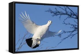 Willow Grouse - Ptarmigan (Lagopus Lagopus) Flying, Inari Kiilopaa, Finland, February-Markus Varesvuo-Framed Stretched Canvas