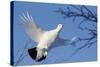 Willow Grouse - Ptarmigan (Lagopus Lagopus) Flying, Inari Kiilopaa, Finland, February-Markus Varesvuo-Stretched Canvas