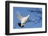 Willow Grouse - Ptarmigan (Lagopus Lagopus) Flying, Inari Kiilopaa, Finland, February-Markus Varesvuo-Framed Photographic Print