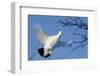 Willow Grouse - Ptarmigan (Lagopus Lagopus) Flying, Inari Kiilopaa, Finland, February-Markus Varesvuo-Framed Photographic Print