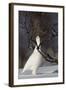 Willow Grouse - Ptarmigan (Lagopus Lagopus) Pecking Twig, Utsjoki, Finland, April-Markus Varesvuo-Framed Photographic Print