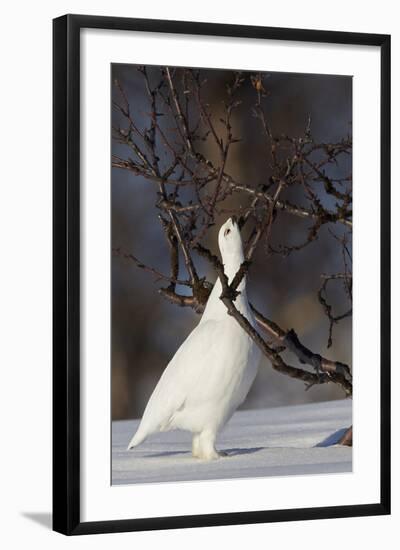 Willow Grouse - Ptarmigan (Lagopus Lagopus) Pecking Twig, Utsjoki, Finland, April-Markus Varesvuo-Framed Photographic Print