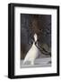 Willow Grouse - Ptarmigan (Lagopus Lagopus) Pecking Twig, Utsjoki, Finland, April-Markus Varesvuo-Framed Photographic Print