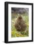 Willow grouse (willow Ptarmigan), Yttygran Island, Bering Sea, Russia Far East-Keren Su-Framed Photographic Print