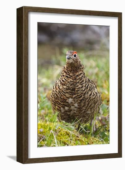 Willow grouse (willow Ptarmigan), Yttygran Island, Bering Sea, Russia Far East-Keren Su-Framed Photographic Print