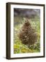 Willow grouse (willow Ptarmigan), Yttygran Island, Bering Sea, Russia Far East-Keren Su-Framed Photographic Print