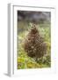 Willow grouse (willow Ptarmigan), Yttygran Island, Bering Sea, Russia Far East-Keren Su-Framed Photographic Print