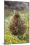 Willow grouse (willow Ptarmigan), Yttygran Island, Bering Sea, Russia Far East-Keren Su-Mounted Photographic Print