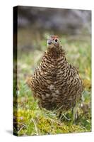 Willow grouse (willow Ptarmigan), Yttygran Island, Bering Sea, Russia Far East-Keren Su-Stretched Canvas