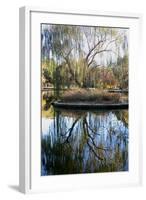 Willow in Fall-Tammy Putman-Framed Photographic Print