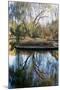 Willow in Fall-Tammy Putman-Mounted Photographic Print