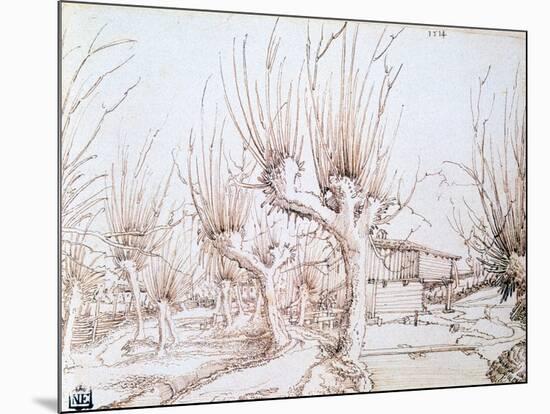 Willow Plantation, 1514-Wolf Huber-Mounted Giclee Print