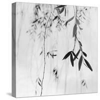 Willow Print No. 3-Nicholas Bell-Stretched Canvas